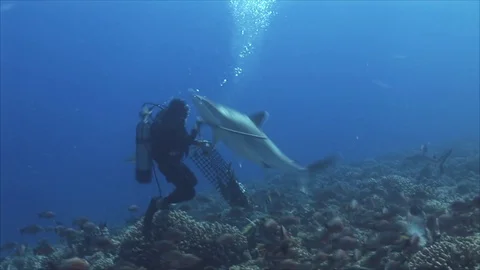 Silvertip Shark attacking diver during a  feeding Stock Footage 87410510