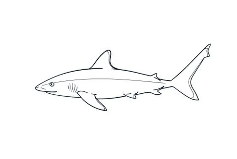Silvertip shark fish vector Stock Illustration