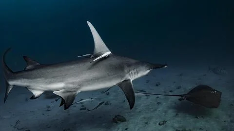 Silvertip Shark Swimming in Deep Open Ocean Stock Photos