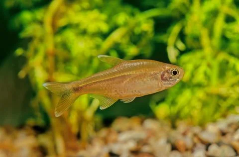 Silvertip tetra Stock Photos