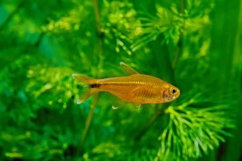 Silvertip tetra Stock Photos