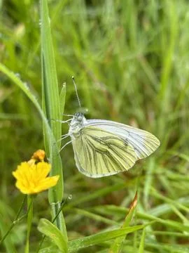Silverwing Buttefly Foto stock