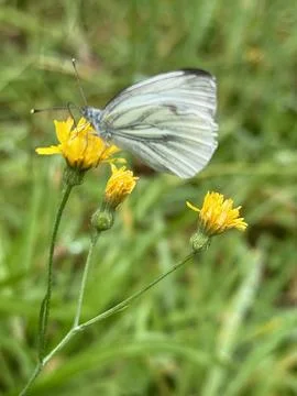 Silverwing Butterfly Foto stock