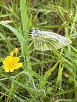 Silverwing Butterfly Foto stock