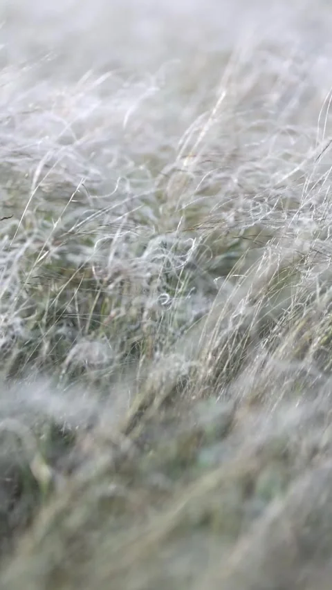 Silvery feather grass in a misty meadow, delicate stipa stems and soft plumes Stock Footage 344891148