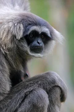Silvery gibbon Hylobates moloch Java gibbon bowwow adult sitting portrait Stock-Fotos