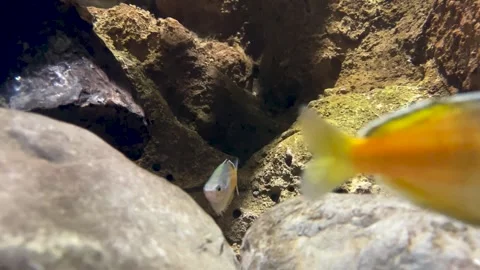 Silvery-golden fish moves between the stones at the bottom Stock Footage 246976568