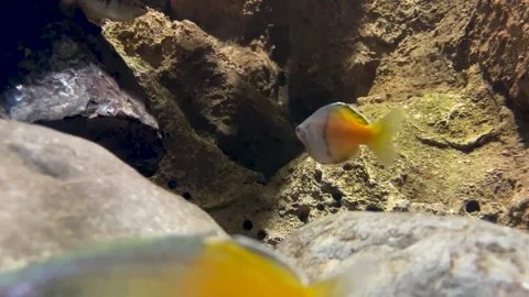 Silvery-golden fish moves between the stones at the bottom Stock Footage 246977046