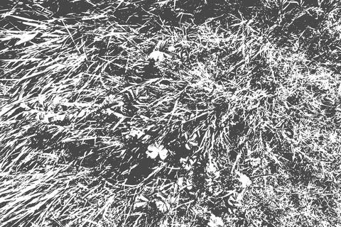 Silvery grass imprint on a transparent background. Scratched texture. Stock Illustration
