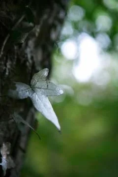 Silvery leaf on tree trunk, close-up Stock Photos