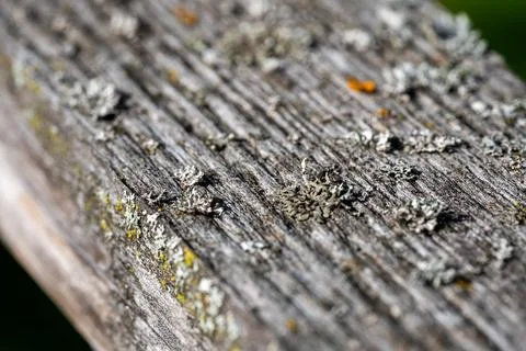 Silvery lichens growing from the structure of an old damaged wooden board Foto stock