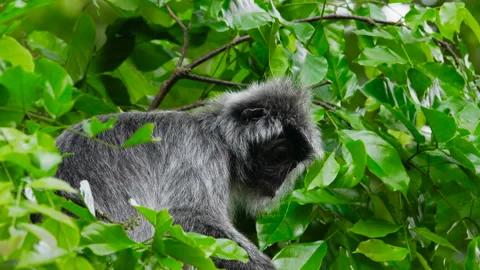 Silvery Lutung Monkey Stock Footage 133815809