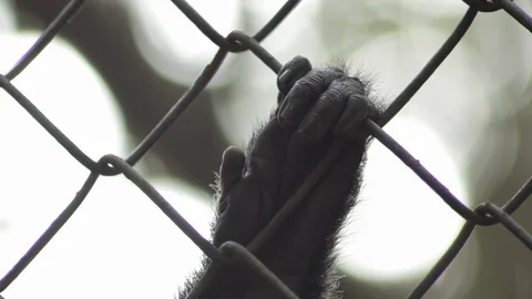 Silvery Lutung monkey hand holding onto a chain link cage. 스톡 동영상 121347273