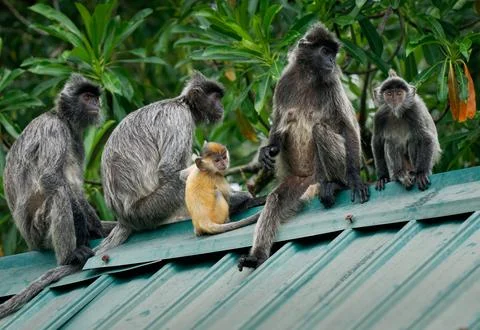 Silvery lutung or langur Trachypithecus cristatus, also Silvered leaf monke.. Stock Photos
