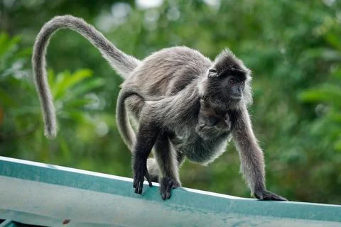 Silvery lutung or langur Trachypithecus cristatus, also Silvered leaf monke.. Stock Photos