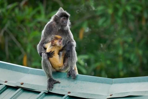 Silvery lutung or langur Trachypithecus cristatus, also Silvered leaf monke.. Stock Photos