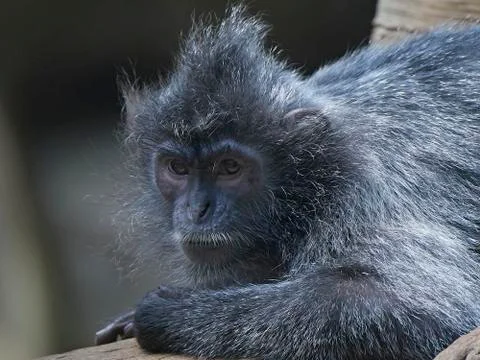 Silvery lutung (Trachypithecus cristatus) Foto stock