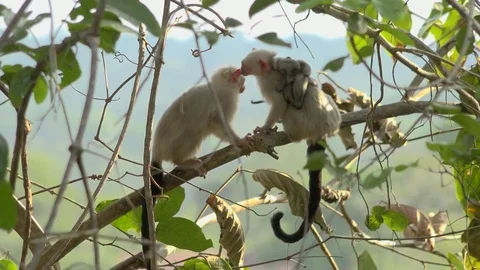 Silvery marmoset Stock Footage 116512686