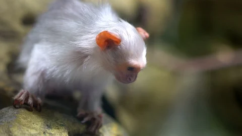 Silvery Marmoset  Stock Footage 129575233
