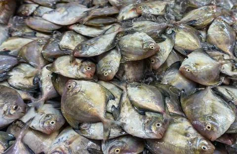 Silvery pomfret Foto stock