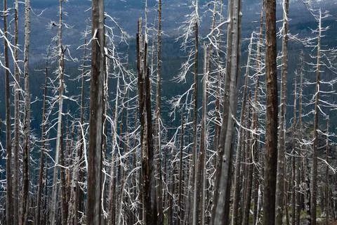 Silvery Sticks Stock Photos