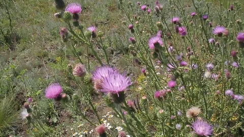 Silybum in the field Video stock 87021554