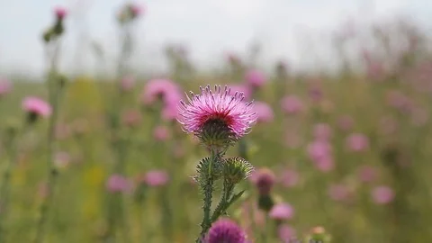 Silybum in the field Video stock 87021725