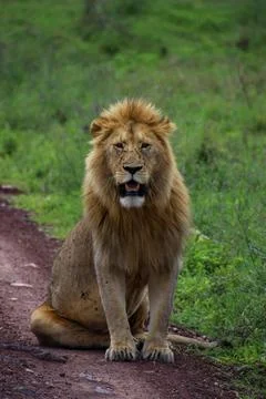 Simba, Lion Foto stock
