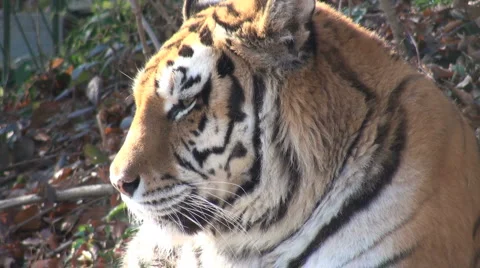 Simerian tiger is relaxing and resting, close up Stock Footage