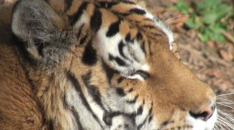 Simerian tiger is relaxing and resting,close-up Stock Footage