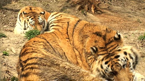Simerian tiger is relaxing and resting,close-up Stock Footage