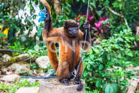 Simian prisoner Stock Photos