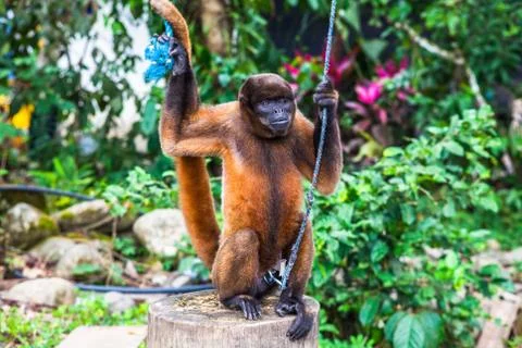 Simian prisoner Stock Photos