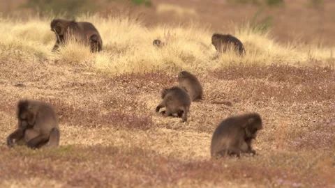 Simien monkeys group, evening sunset in Africa. Gelada Baboon with open mouth wi Video stock 164019282