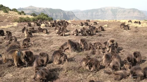 Simien monkeys group, evening sunset in Africa. Gelada Baboon with open mouth wi Stock-Footage 164019538