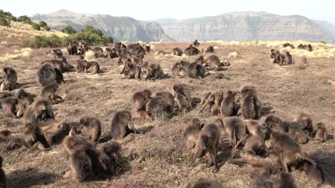 Simien monkeys group, evening sunset in Africa. Gelada Baboon with open mouth wi Stock Footage 164019559