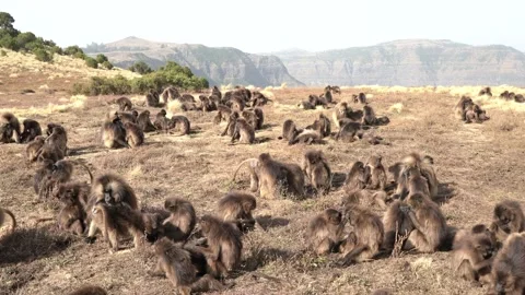 Simien monkeys group, evening sunset in Africa. Gelada Baboon with open mouth wi Stock Footage 164019783