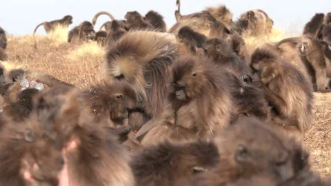 Simien monkeys group, evening sunset in Africa. Gelada Baboon with open mouth wi Stock Footage 164019942