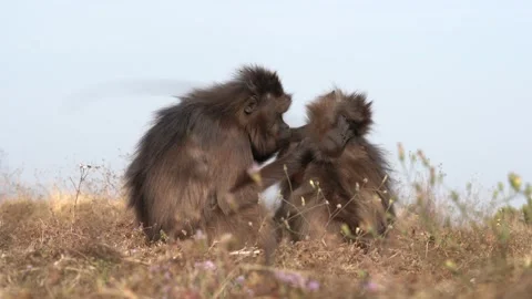Simien monkeys group, evening sunset in Africa. Gelada Baboon with open mouth wi Stock-Footage 164019981