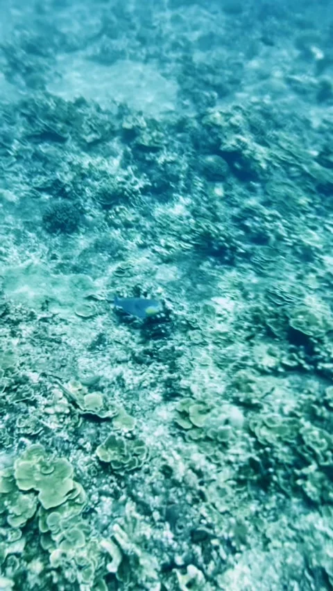 Similan, A big fish is nibbling on the corals on the seabed Stock Footage 312460585