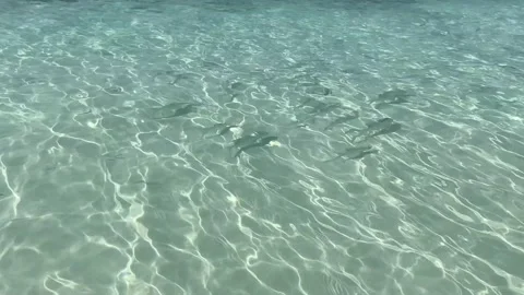 Similan Island Stock Footage 145822187