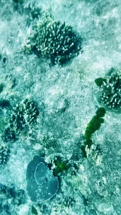 Similan, Sunlight shines on the corals on the seabed Stock Footage 312460621