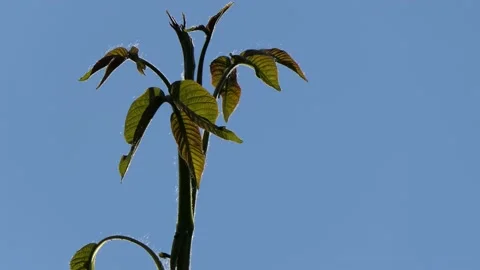 Similar to a palm tree - the "tail" of a small twig of a fruit tree, a plant. Stock Footage 133808976