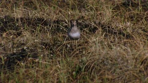 Simipalmated sandpiper and lemming Stock Footage 30015723