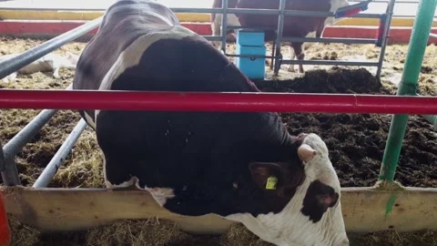A Simmental bull rubs its neck on a metal fence inside a livestock barn. A farm Stock Footage 341408294