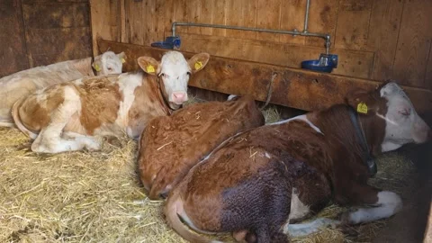 Simmental calves lie on fresh straw inside a rustic alpine barn in Lenk Stock Footage 340185324