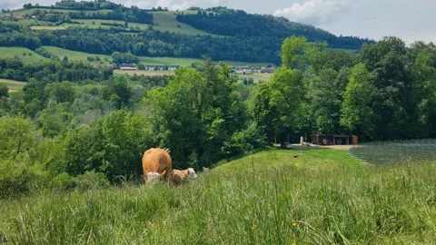 Simmental cow and calf graze peacefully in lush green meadow in Muri, Bern Stock Footage 337981931