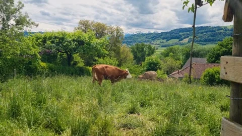 A Simmental cow walks through lush green pasture near Bern, Switzerland, on a Stock Footage 337136066