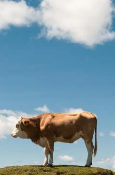 Simmental ox on the top Stock Photos