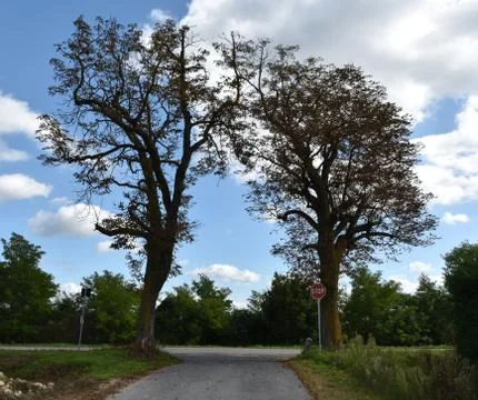 Simmetrical couple of trees 스톡 사진
